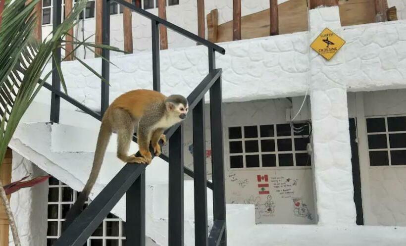 Номер Superior, Most Animal Friendly Place On Earth Casa Geraldo