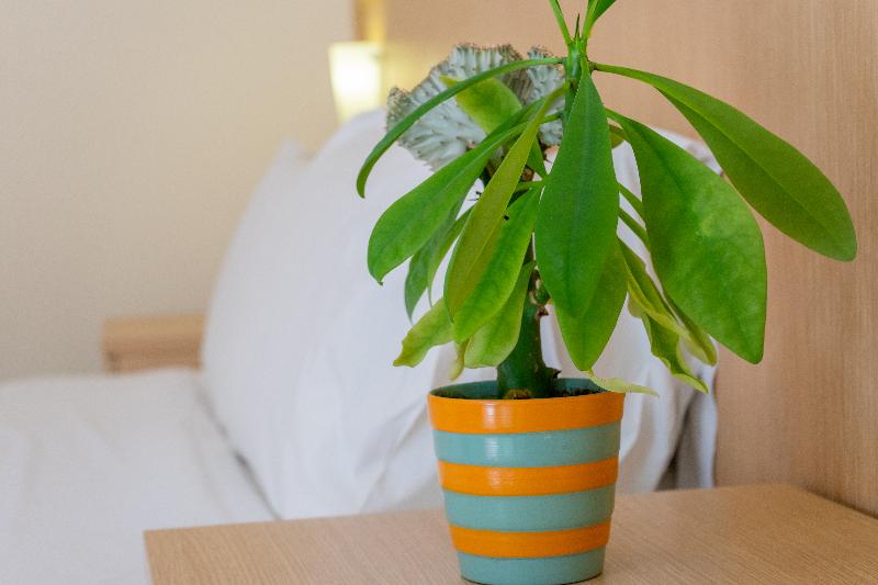 Habitació Estàndard, Thalassi