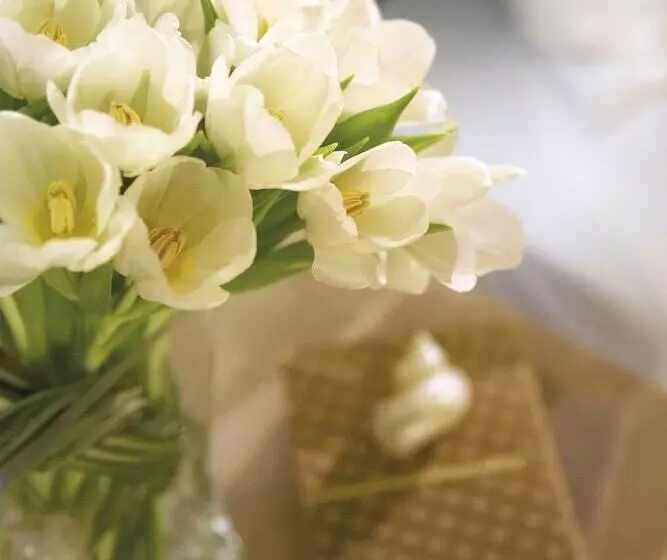 اتاق استاندارد یک نفره, Anessis