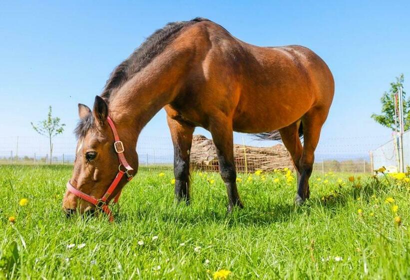 스탠다드 룸 공동 욕실, Hof Tschannen