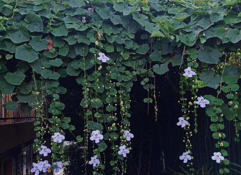 اتاق استاندارد, Green Space Homestay