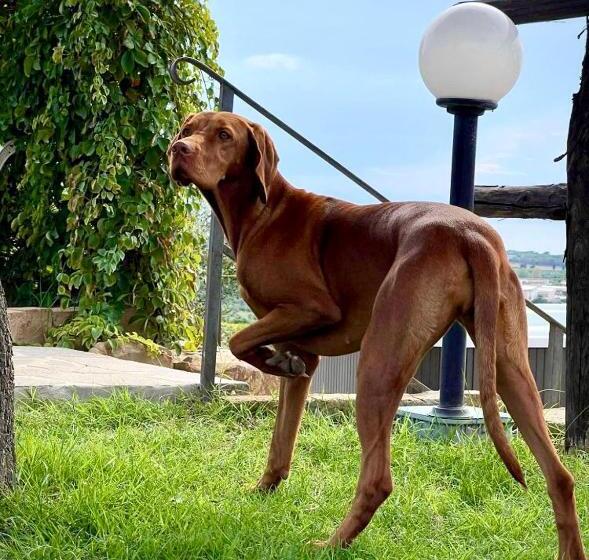 סוויטה דלוקס, Agriturismo Suite Del Conte