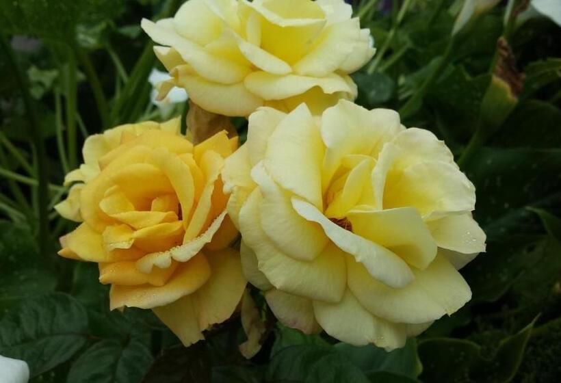 스탠다드 룸 가든 전망, Riverwalk House B&b