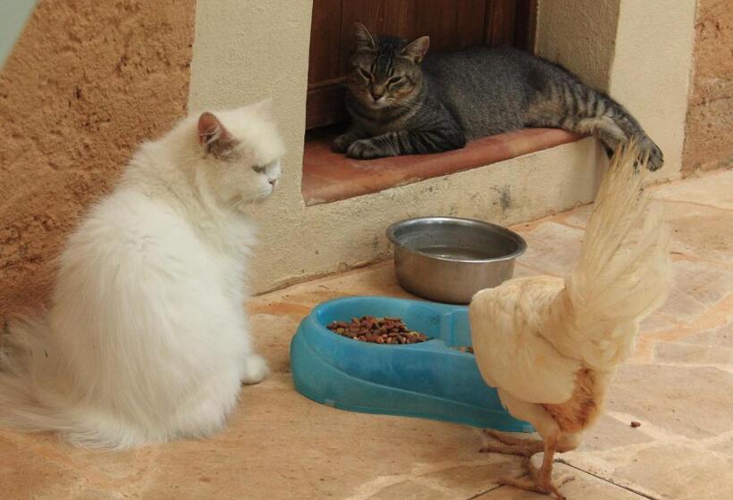 דירת שני חדרים, Petit Hotel Es Figueral