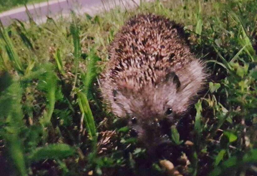 غرفة عائلية حمام مشترك, Kúti Vendégház