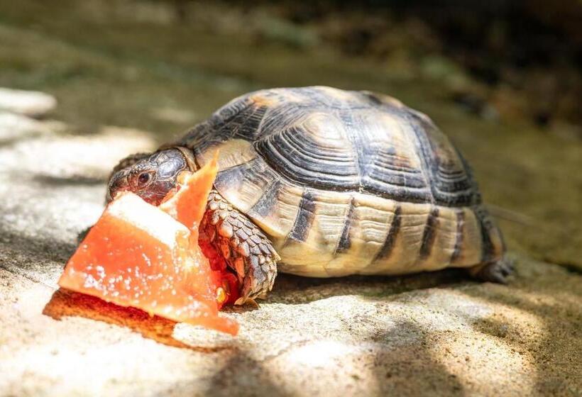 חדר סטנדרט עם מיטת קינג, Il Giardino Di Chiara