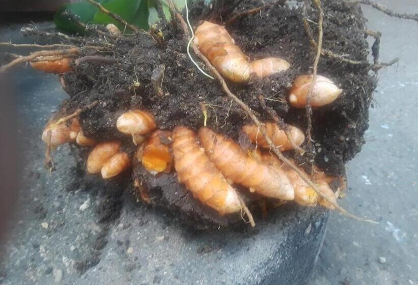 בקתת חדר, Hidden Haven