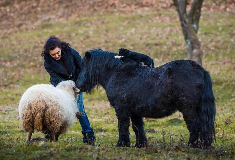 וילת חדר שינה 1, נוף לגינה, Pensiunea Silvanka