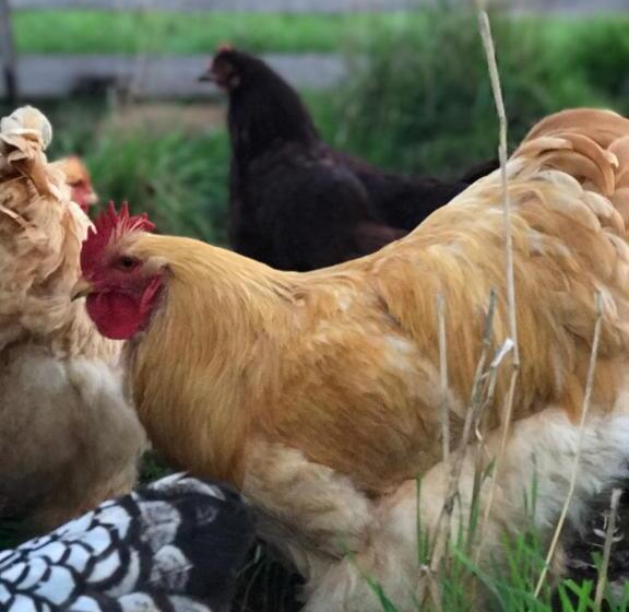 إستوديو قياسى سرير كينج, Robin Hoods Well Farm Stay