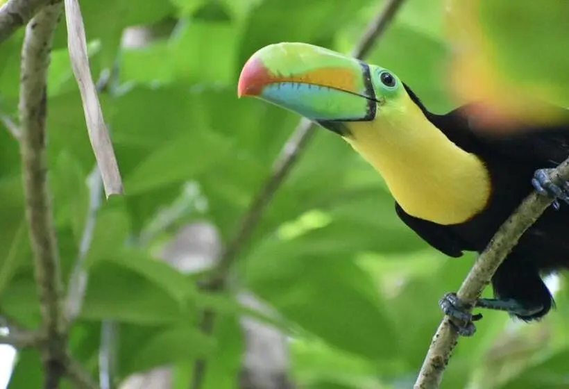 اتاق خانوادگی, Hospedaje Casa Thirema Tortuguero