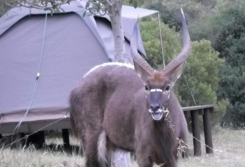 Standard Tent, Pabala Private Nature Reserve