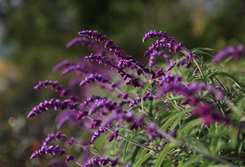 Quarto deluxe, Pullman Lijiang Resort & Spa