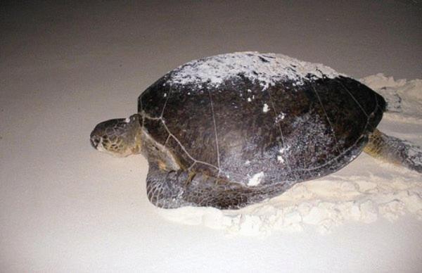 오두막, Azucar Hotel Tulum