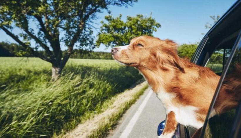 إستوديو ديلوكس, Beechworth House