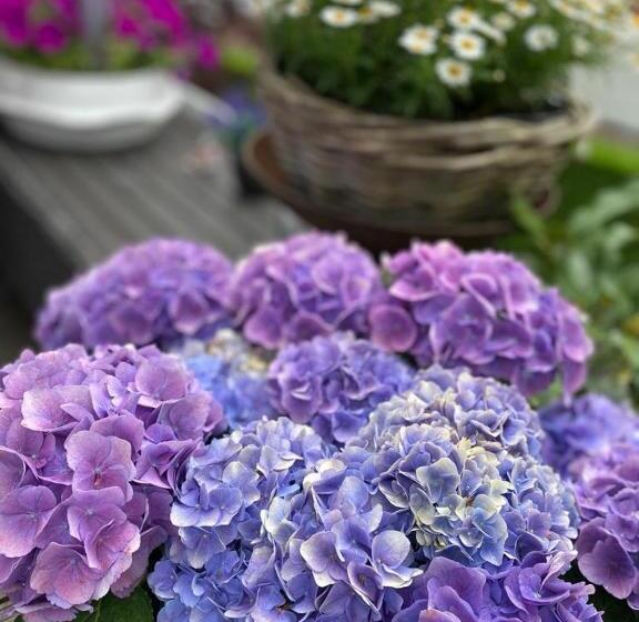 דירת חדר עם טרסה, Bed & Breakfast Moments