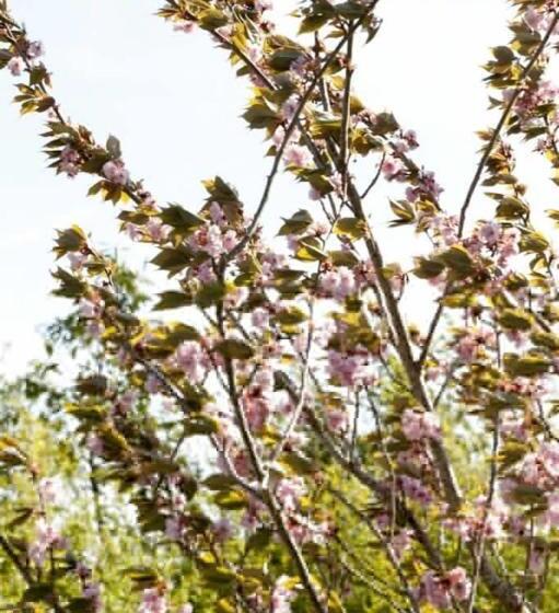 Номер Deluxe Кровать Кинг, Les Lauriers