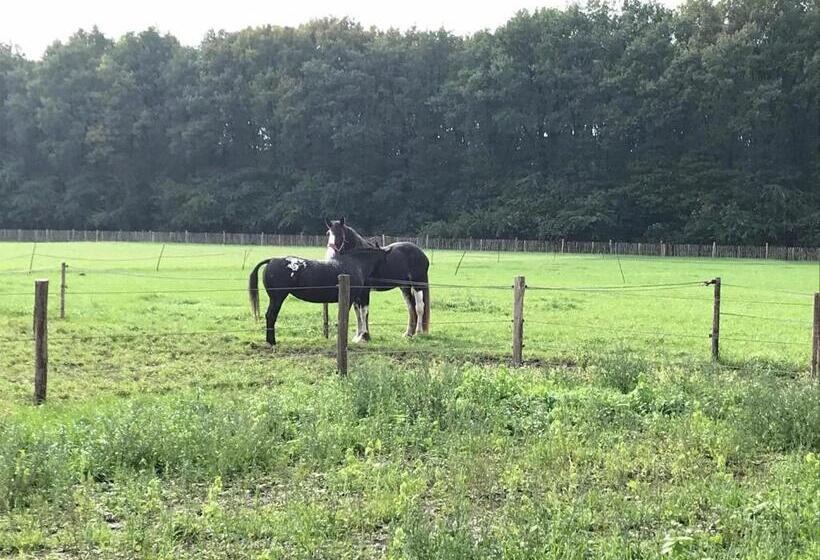 스탠다드 룸 킹사이즈 침대, T Heidepaleis