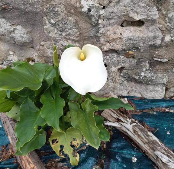 Standard room with outdoor bath, Ty Galis