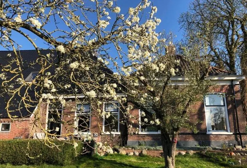デラックスルーム, Onder De Boom