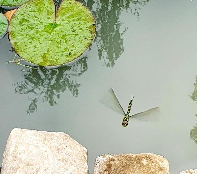 庭の見える1ベッドルームアパートメント, Terre Happy