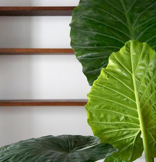 غرفة سوبيريور سرير كينج, The Greenhouse
