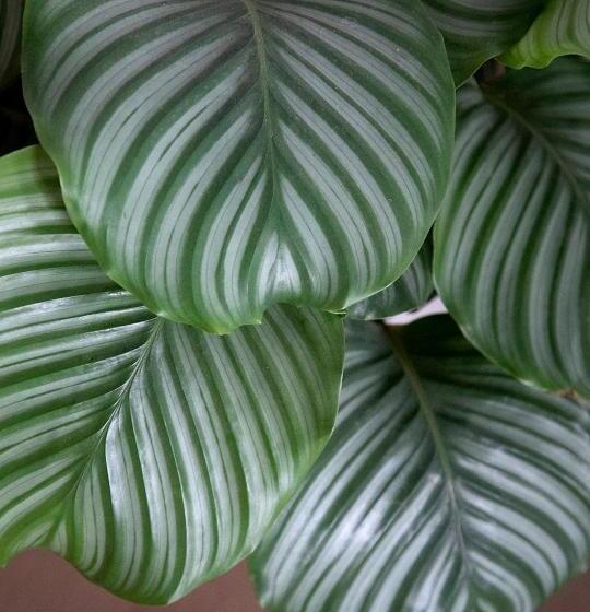 اتاق سوپریور با تخت بزرگ, The Greenhouse