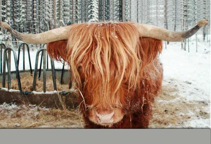 חדר דלוקס, Leipyölin Tila