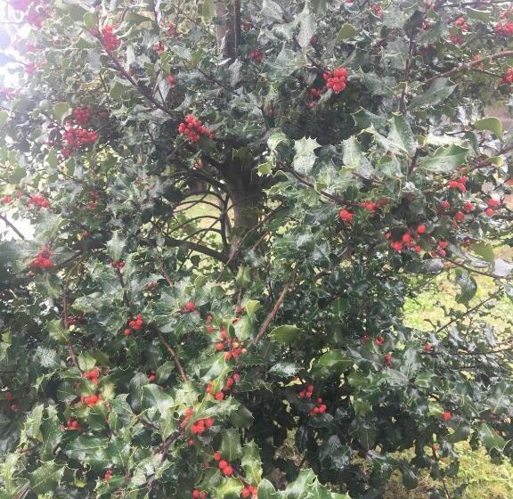 בית, חדר שינה 1, Casa Das Pombas