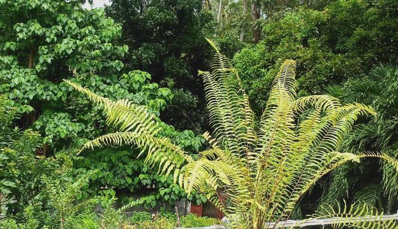 اتاق اکونومی یک تخته, Riverside At Aninuan Accommodation And Food