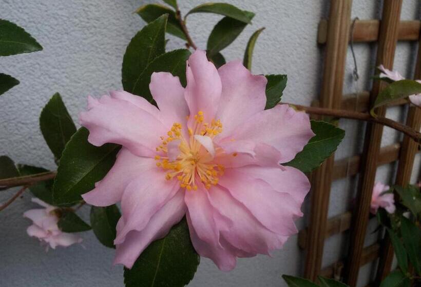 غرفة قياسية مطلّة علي الحديقة, La Vie Au Roze