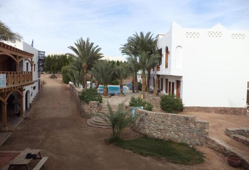 سوییت جونیور, Dahab Divers