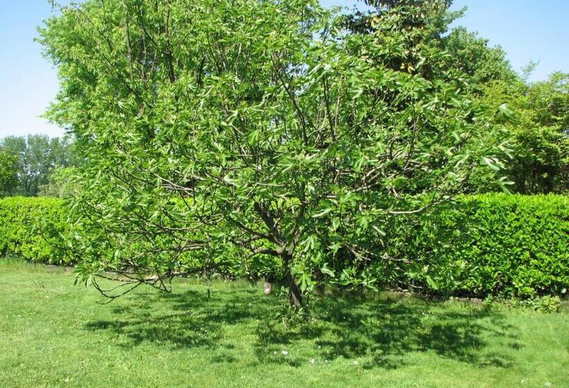 חדר סטנדרט, B&b Il Glicine Di Basiglio