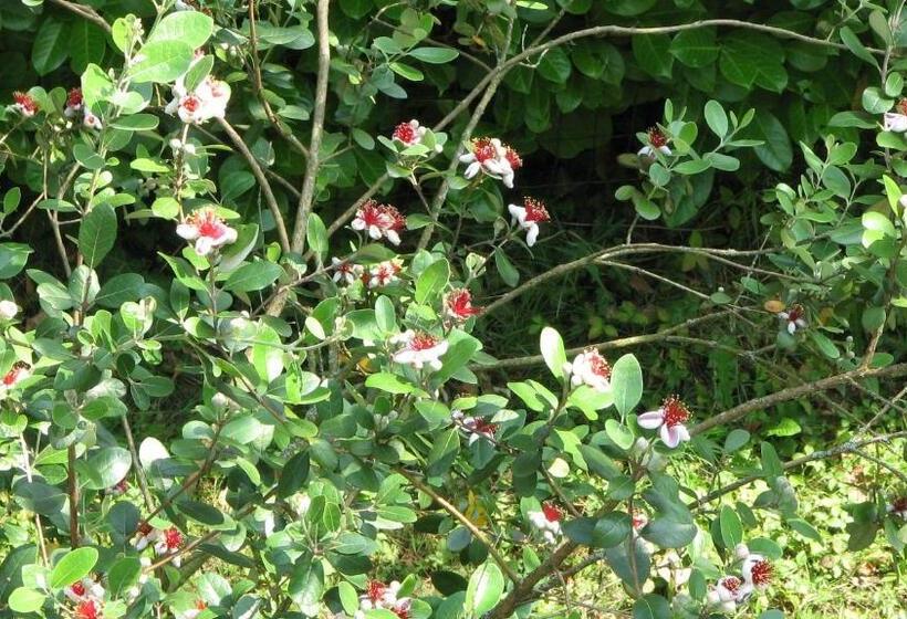 חדר סטנדרט חדר אמבטיה משותף, B&b Il Glicine Di Basiglio