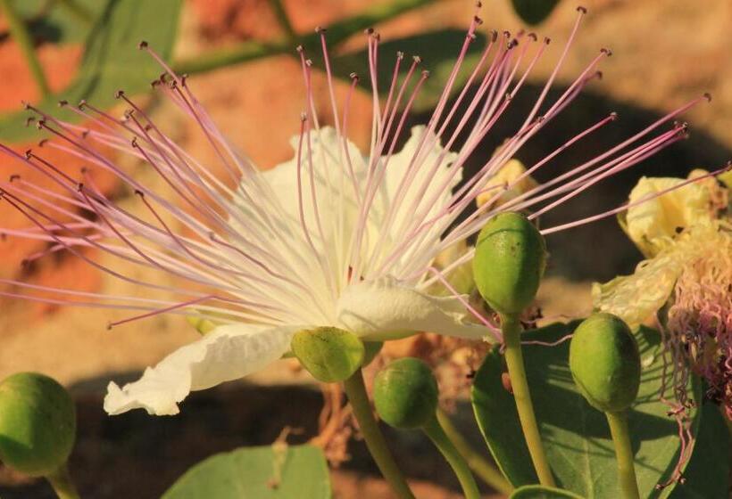 חדר סטודיו סטנדרד, La Cuccagna Di Don Bosco   No Landlords And Neighbours   Absolute Privacy!