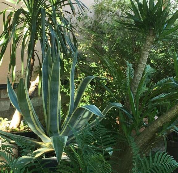 شقة ديلوكس غرفة واحدة, Pension Sonja Müller