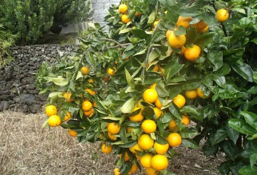 １ベッドルームアパートメント, Tropical Fruit Garden