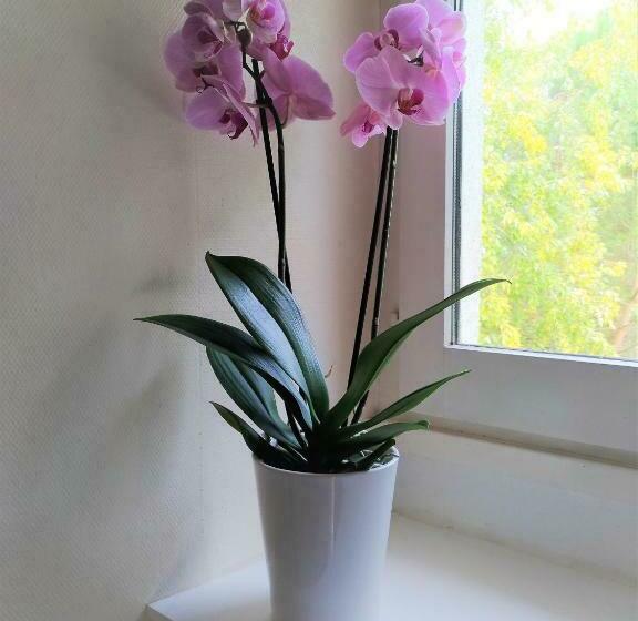 プールビュースタンダードルーム, Domaine D Aromm