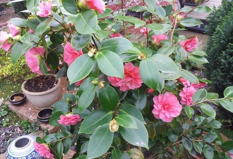 חדר משפחתי, Compton Guest House