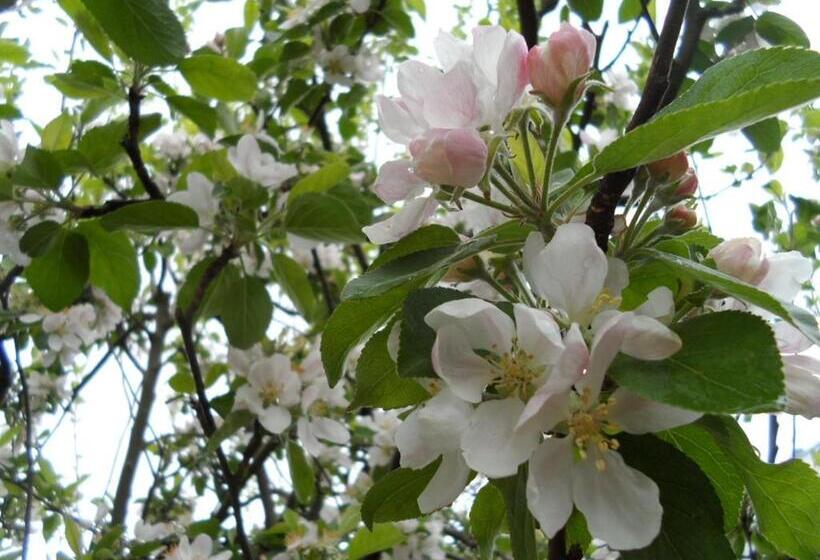 מיטה בחדר משותף, Compton Guest House