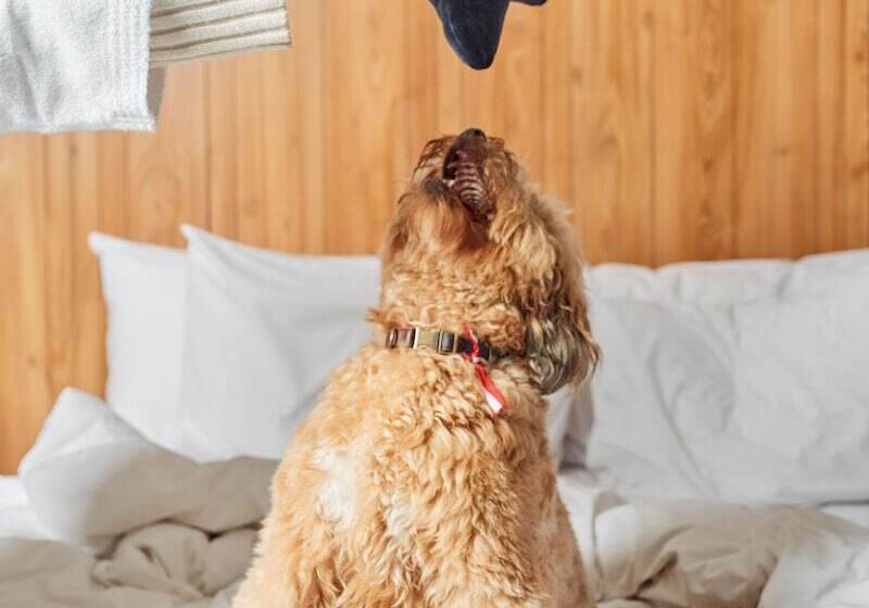 수피리어 룸, Pullman Lima San Isidro