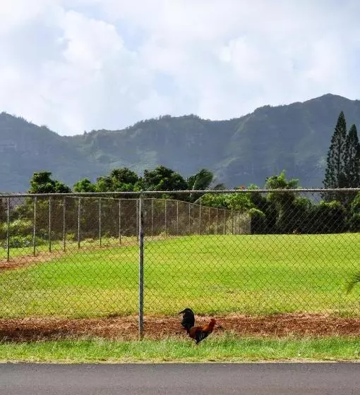 اتاق استاندارد با تخت بزرگ, Kauai Palms