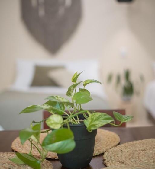 سوییت جونیور, Mayanah Bacalar