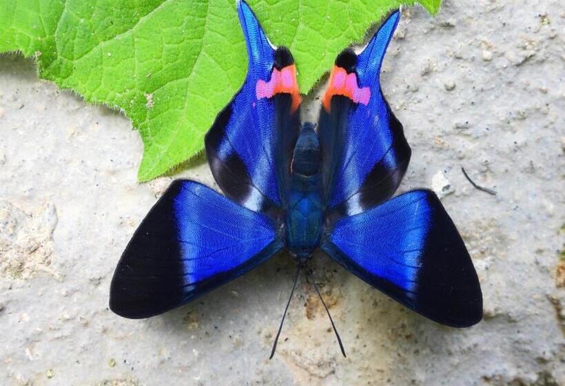 Семейный Номер, Bosques De La Pradera