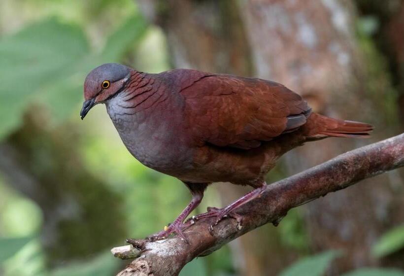 Номер Стандарт, Bosques De La Pradera
