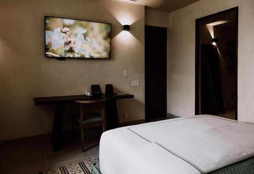 스탠다드 스튜디오, Amatte San Miguel De Allende