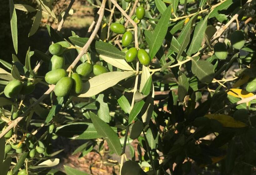 اتاق استاندارد سه نفره, Il Podere La Casina