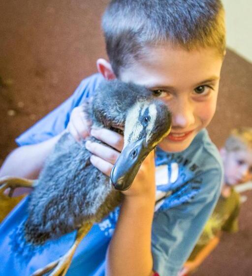 آپارتمان 1 خوابه با بالکن, Bauernhof Vorderklinglhub