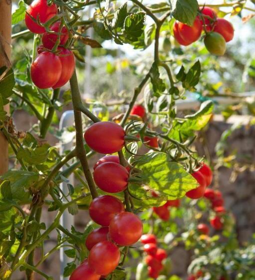 חדר סטודיו סטנדרד, Notos