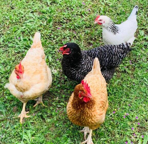 בקתת חדר, L écrin Des Symes