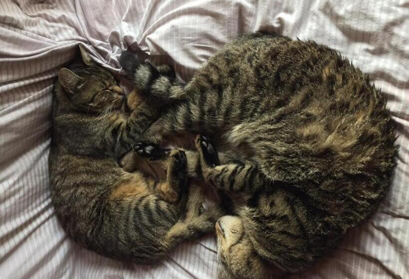 منزل غرفة نوم واحدة, Kaiserhaus Harald Astner Ebbs Studio 1